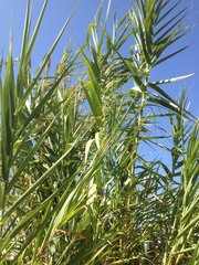 Arundo donax