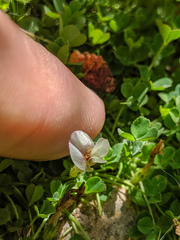 Trifolium monanthum
