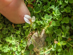 Trifolium monanthum