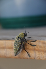 Julodis