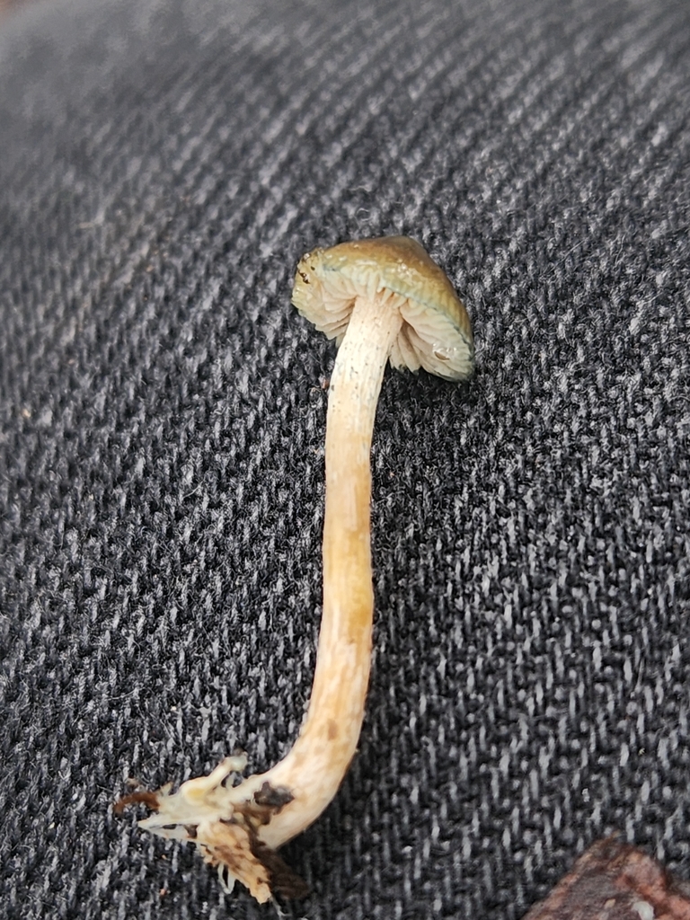 Psilocybe subaeruginosa · May 2025 · photo: © rotceh_dnih (iNaturalist, cc-by)