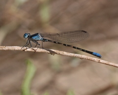 Argia alberta