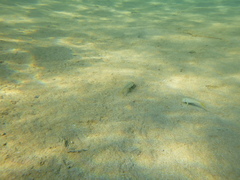 Mullus barbatus