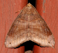 Bastilla hamatilis