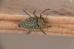 Julodis