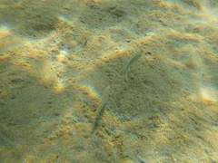 Mullus barbatus