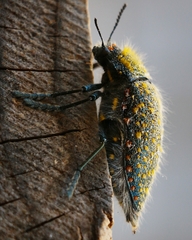 Julodis