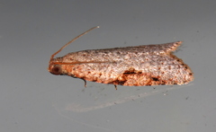 Meritastis piperata