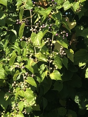 Ampelopsis glandulosa