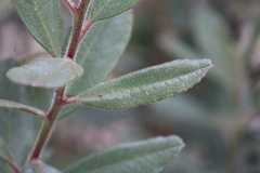 Comarostaphylis polifolia