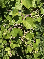 Ampelopsis glandulosa