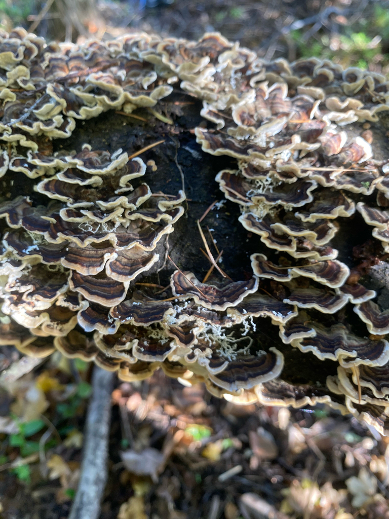 Trametes versicolor · May 2025 · photo: © hannah_whittall (iNaturalist, cc-by)