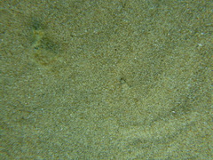 Pomatoschistus marmoratus