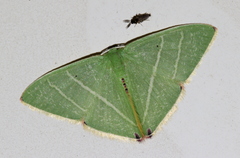 Urolitha bipunctifera