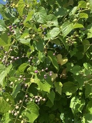 Ampelopsis glandulosa