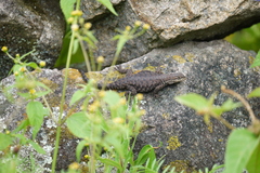 Sceloporus dugesii
