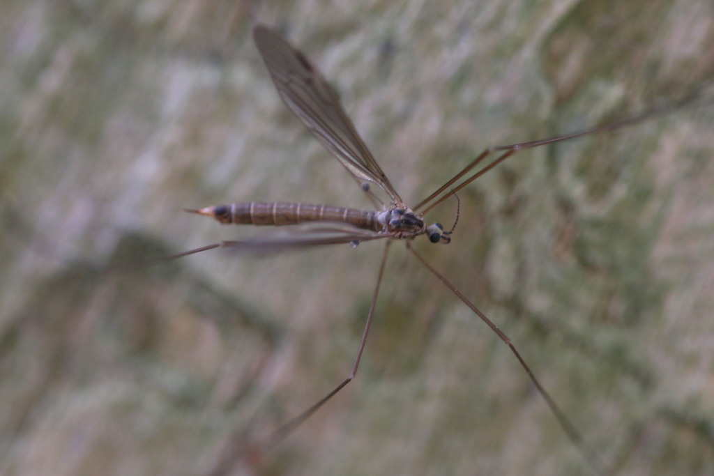 Austrolimnophila ochracea