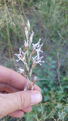 Gladiolus permeabilis edulis