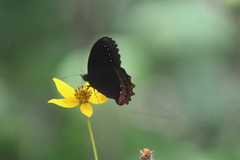 Gyrocheilus patrobas patrobas