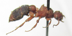 Apterogyninae