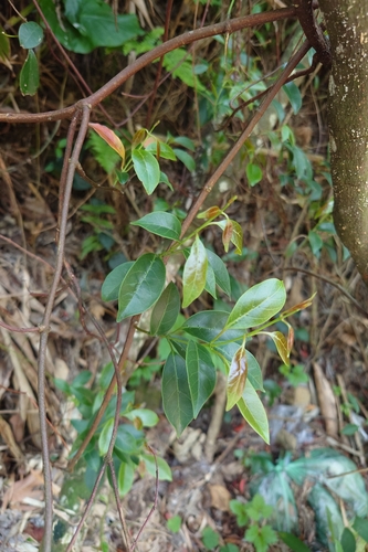 Image of Urceola rosea by (c) 如此甚好, some rights reserved (CC BY)