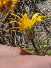 Pyrrocoma apargioides