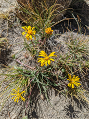 Pyrrocoma apargioides