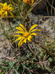 Pyrrocoma apargioides