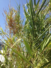 Arundo donax