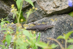 Sceloporus dugesii