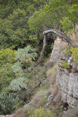 Cussonia paniculata sinuata