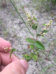Sageretia minutiflora