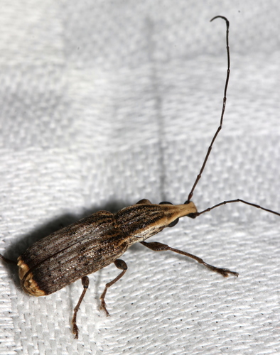 Ancylotropis