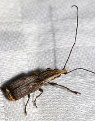 Ancylotropis waterhousei