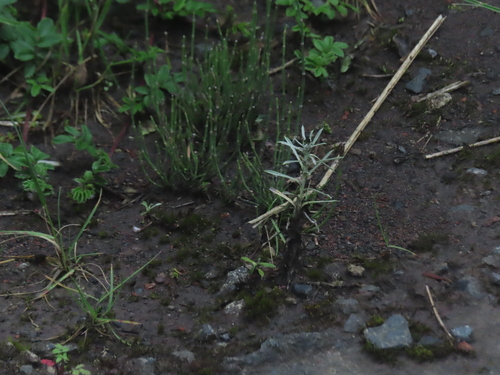 Image of Equisetum bogotense by (c) Eric Schmidt, some rights reserved (CC BY)