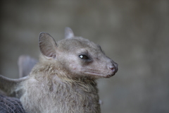 Rousettus leschenaultii