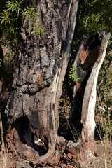 Cussonia paniculata sinuata