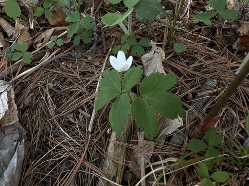 wood anemone