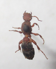 Apterogyninae