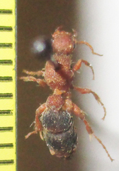 Apterogyninae