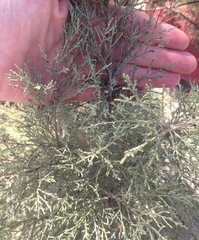 Tamarix aphylla