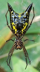 Micrathena pichincha