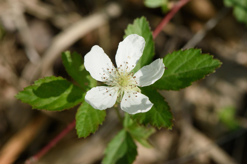 prickless dewberry (Rubus nefrens)