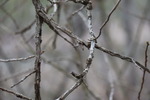 Image of Ulmus thomasii by (c) Henry "Nick" Robertson, some rights reserved (CC BY-SA)