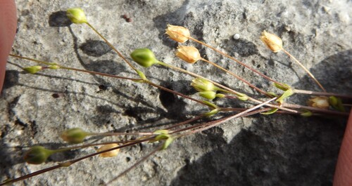Hilly Sandwort (Arenaria benthamii)
