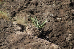 Agave aurea