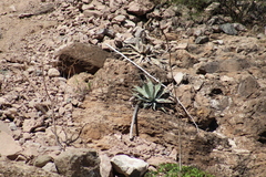 Agave sobria