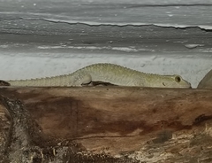 Tarentola mauritanica mauritanica