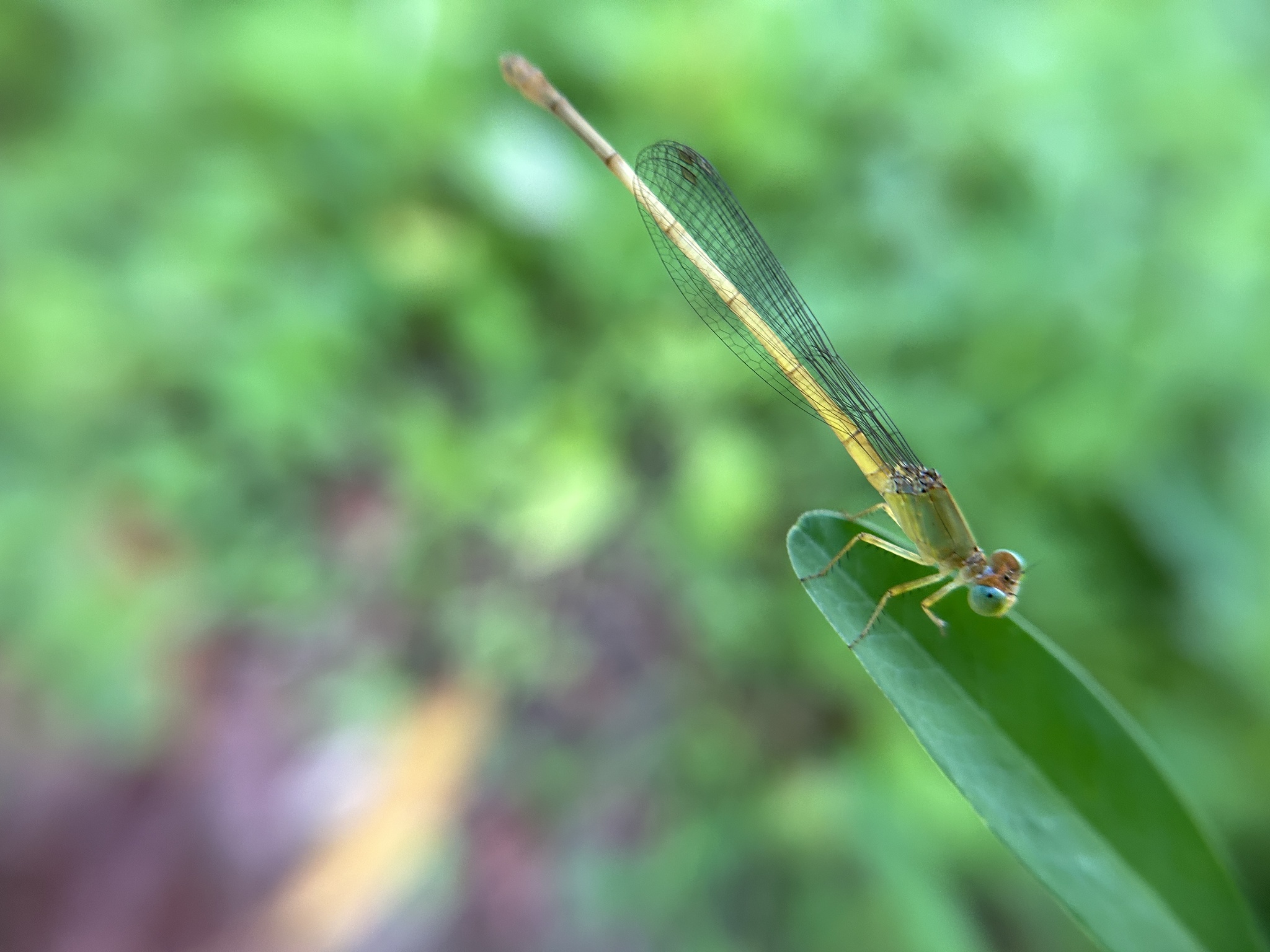 Coromandel Marsh Dart