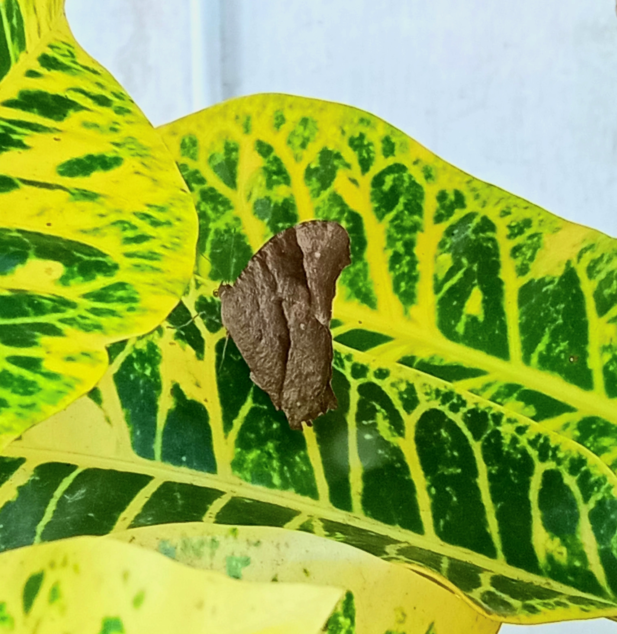 Common Evening Brown